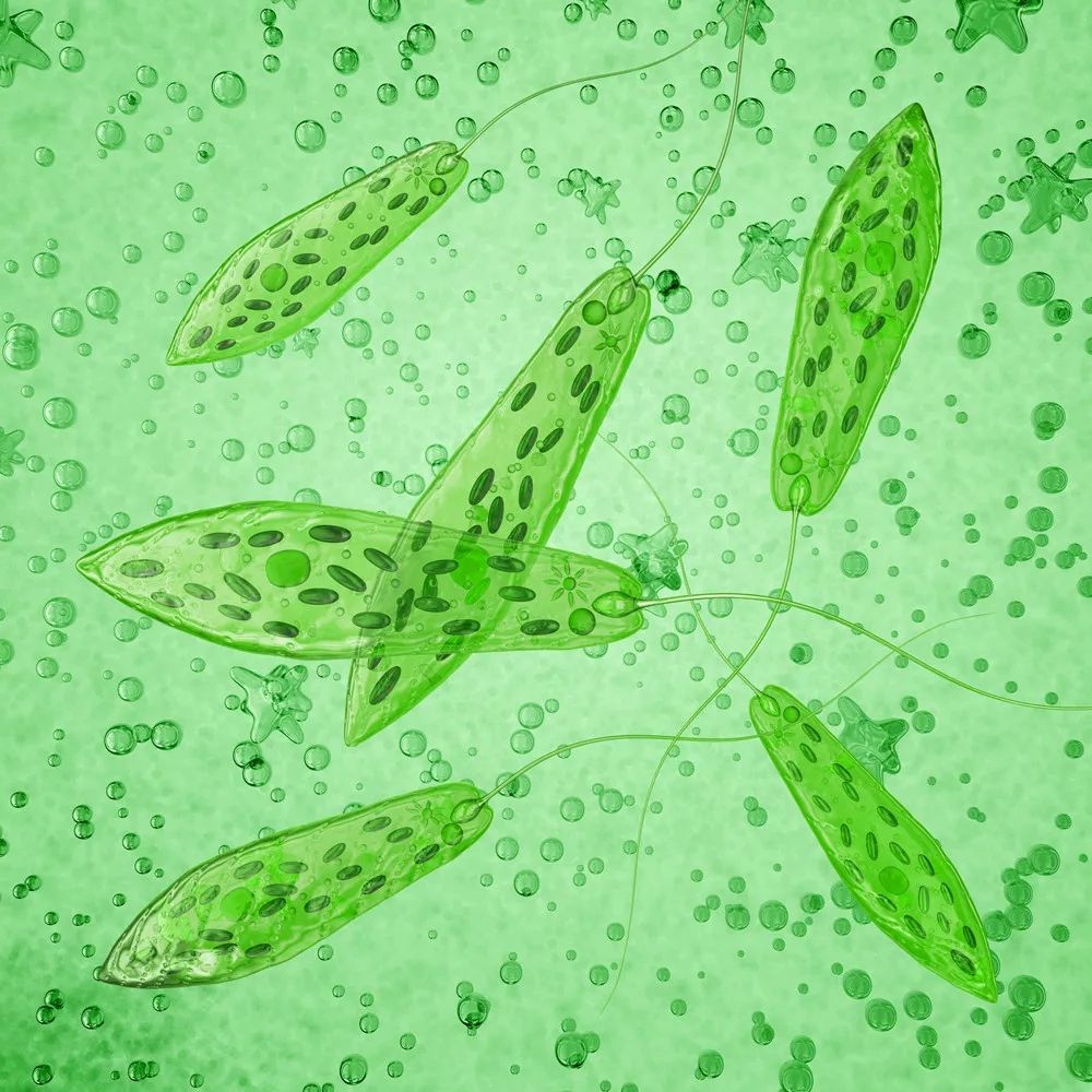 裸藻:你知道自己是如此神奇的生物吗?