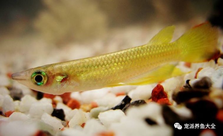 每日一鱼黄金鳉身体呈现饱满的金黄色泽