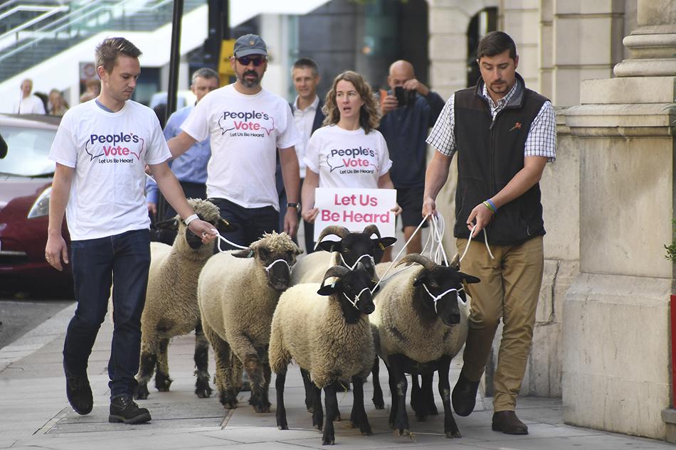 反对脱欧,英国一民间组织赶羊上街以示抗议