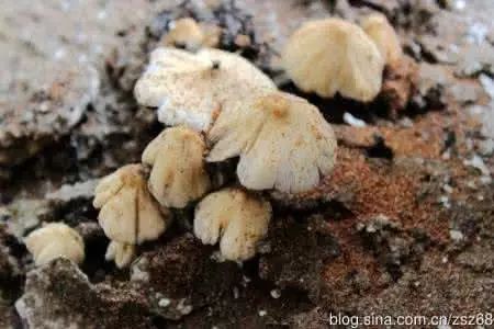 狗尿苔毒蝇伞因可以毒杀苍蝇而得名.