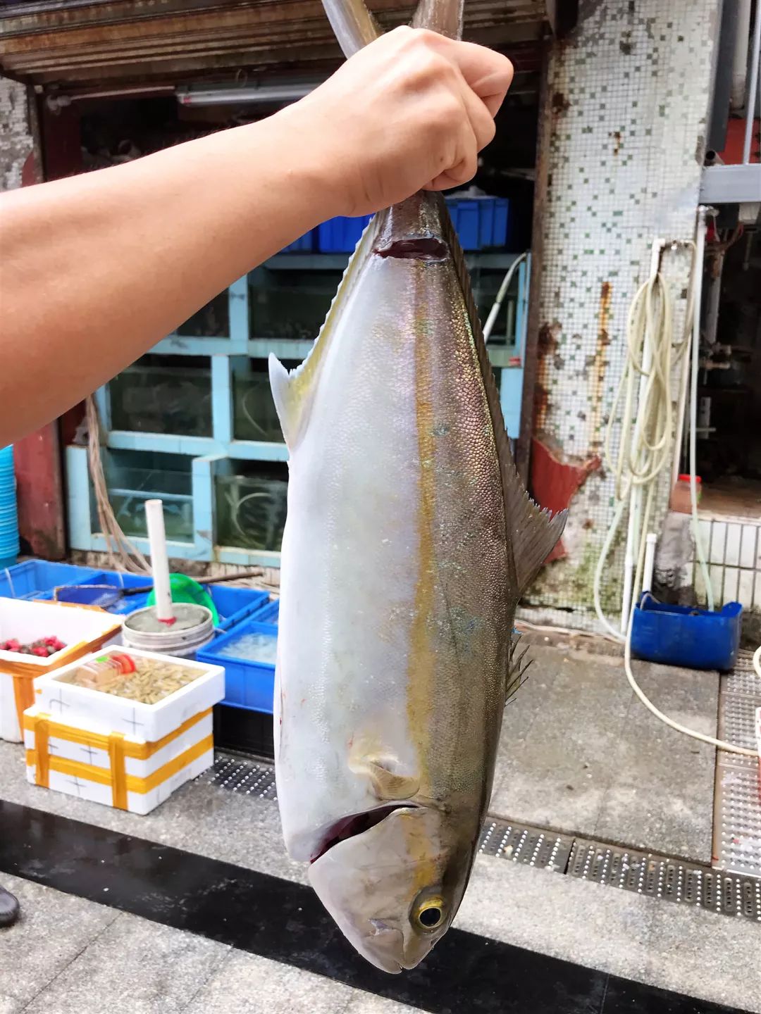 桂山岛桂山开渔节海鲜是沙滩海岛的主旋律桂山岛两天一夜自由行体验山