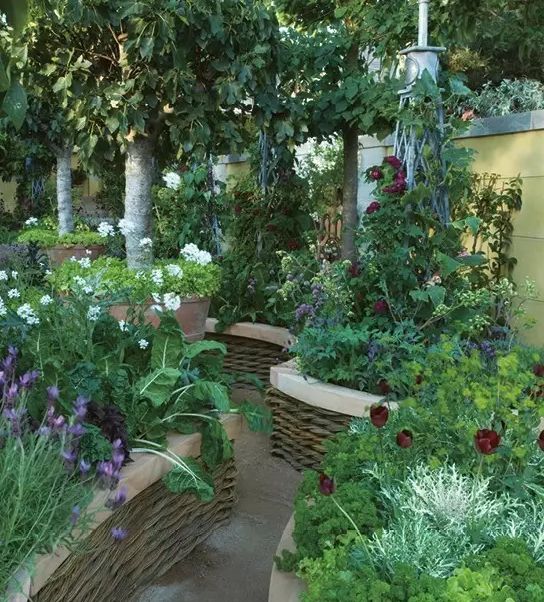 零基础也能学的菜园打理技巧,让菜园美成花园!