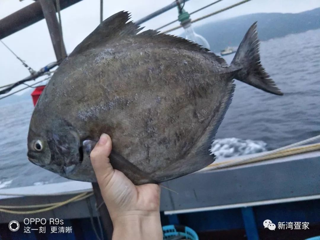 大批生猛海鲜正向我们的餐桌奔来!