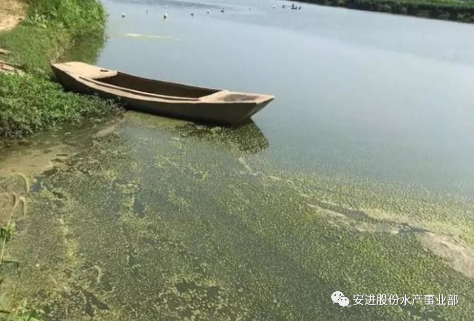 养殖池塘怎样预防蓝藻 