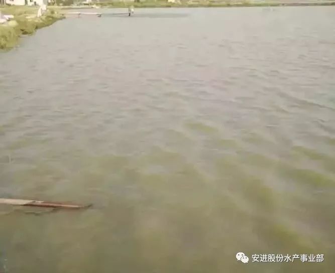 最全的池塘水体浑浊原因、危害、处理方案!_养殖