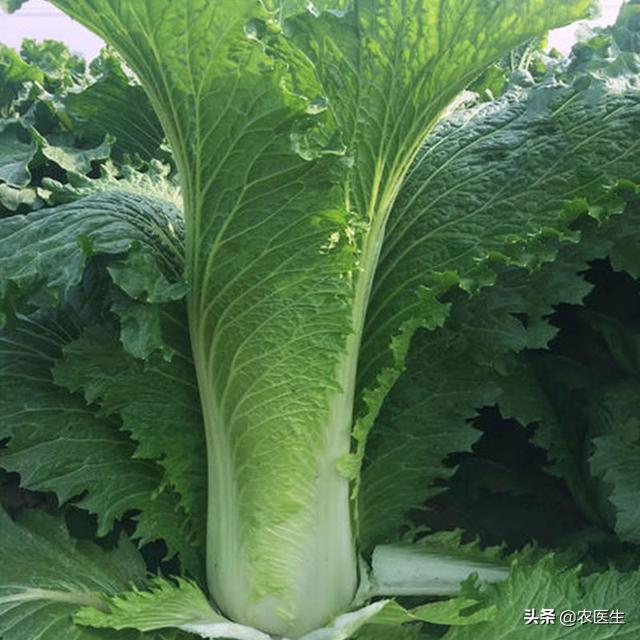 秋季种大白菜,农户可以选择这种类型的,我国特产蔬菜,口感很好