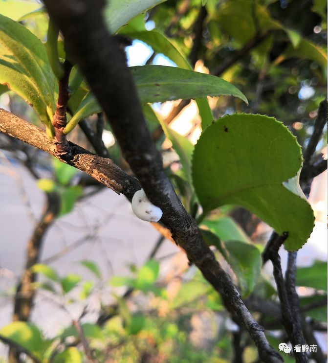 百姓发布台大龙大道桂花树上密密麻麻的是长虫了吗