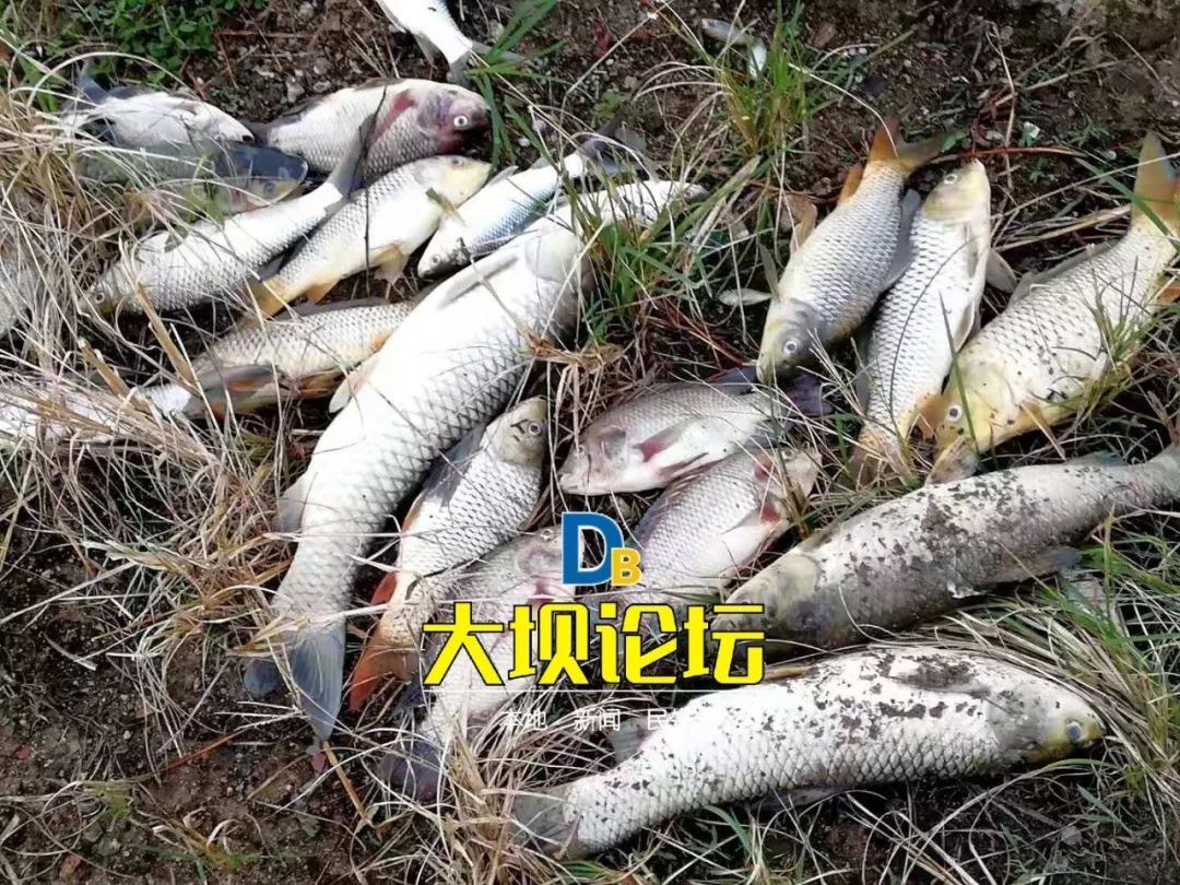 原本养的好好的,但是在今天早上去鱼塘时,发现所有的鱼都已经翻起了白