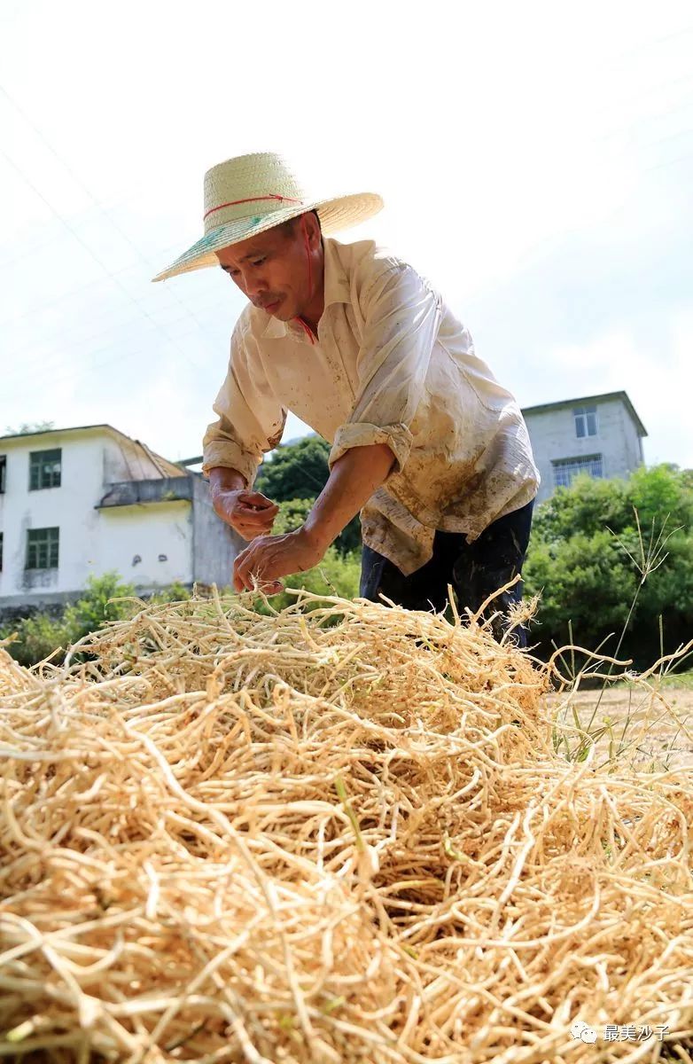 8月15日,在融安县沙子乡红妙村鱼腥草种植示范基地,一名群众在整理刚