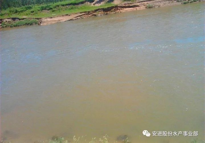 最全的池塘水体浑浊原因、危害、处理方案!_养殖