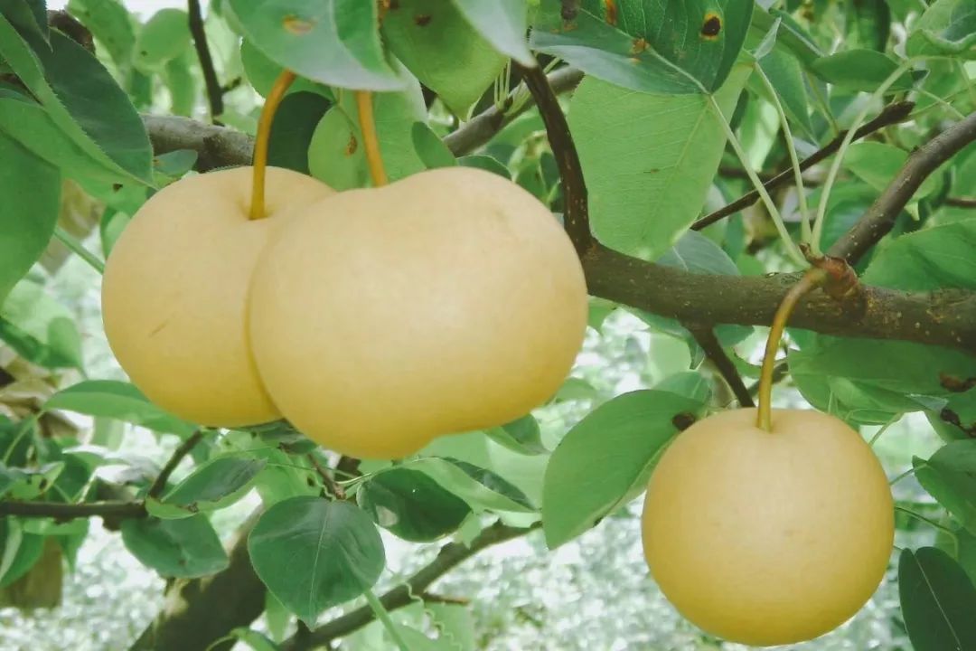 贵妃梨果皮呈黄绿色(资料图)更好地保证果品的品质和口感都进行检测和