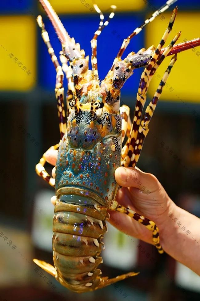 生猛海货超原味蒸汽海鲜不用跑到海边在南充就能吃到