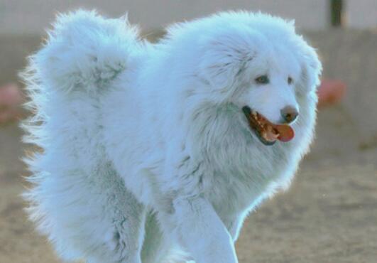 一种的珍贵的藏獒海蓝兽