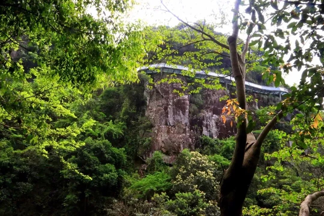 会员活动 | "网红打卡点"——泰顺南浦溪一日游_景区