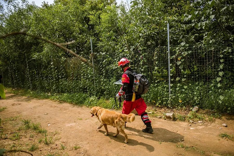 一話中國搜救犬距離國際最高標準究竟還有多遠