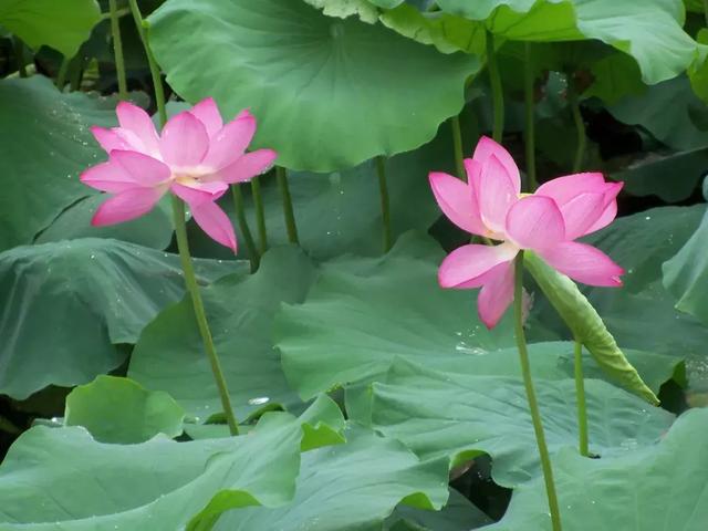 江南荷花季1这个夏天荷你相遇在江南荷花季