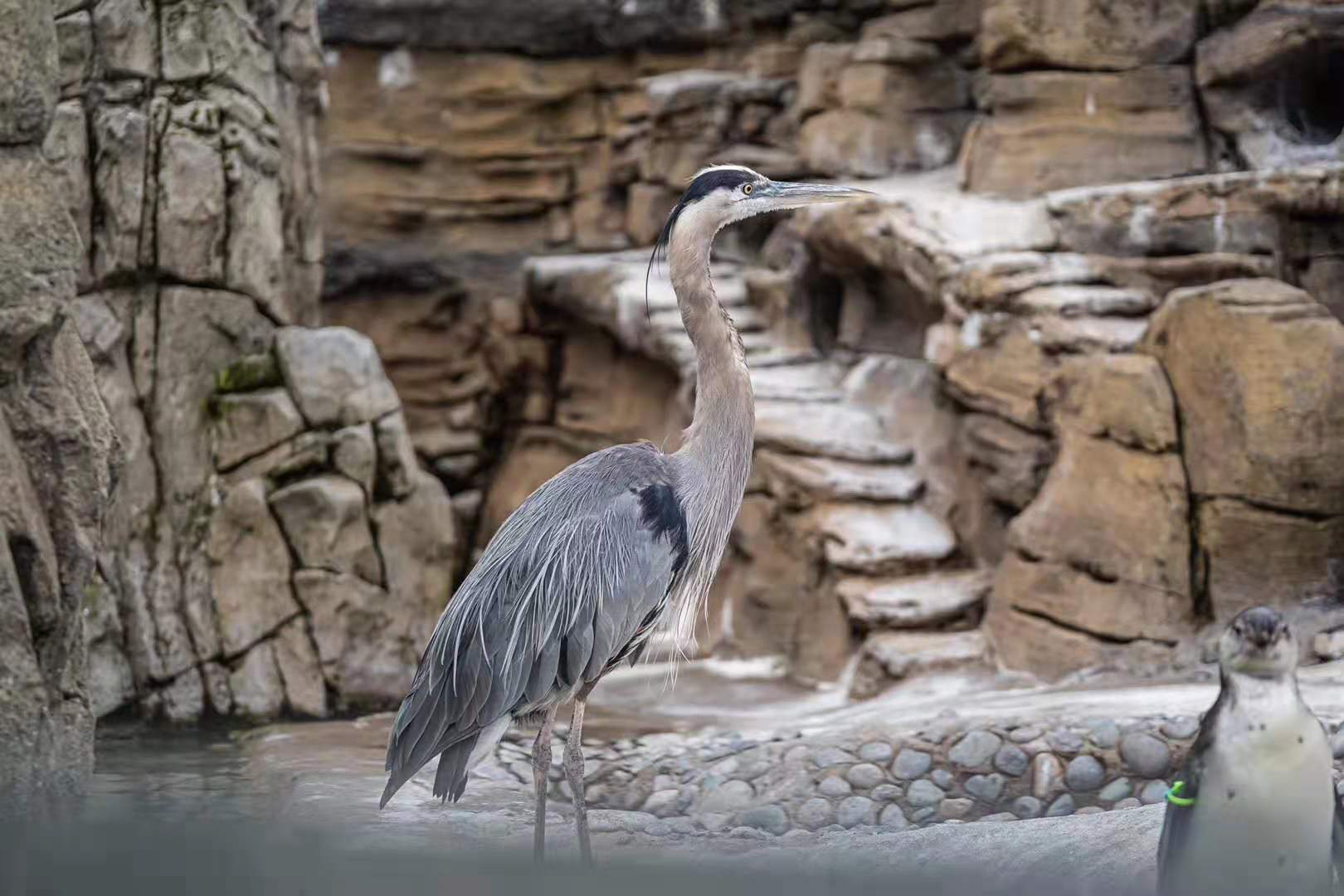 西雅图林地公园动物园woodland park zoo