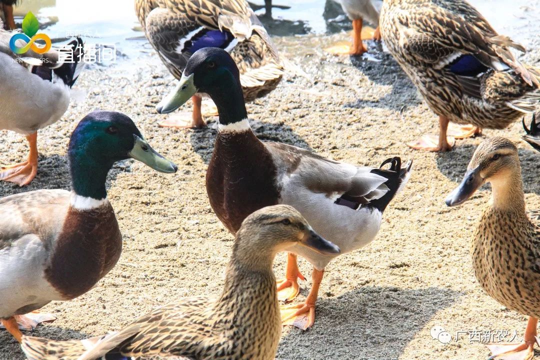 海飞鸭养殖户负责人随着直播和短视频营销火爆,通过直播和短视频宣传