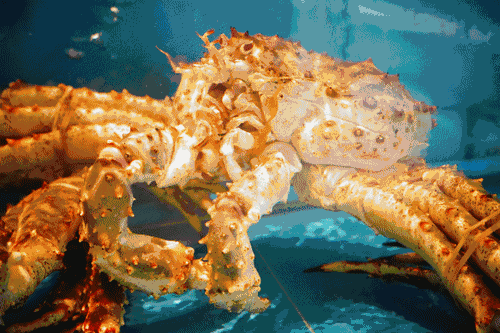 澳龙波士顿龙虾.活海参.老虎斑.鲍鱼.生蚝.各种贝类.