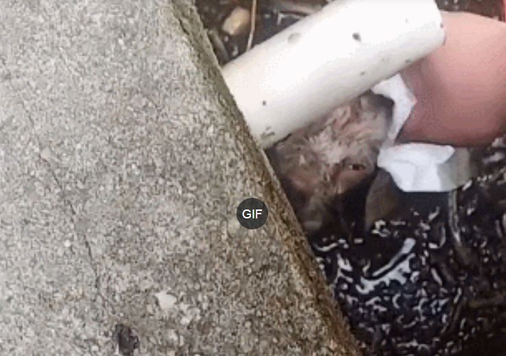 小狗掉到粪坑里,叫声把人引来,求救的眼神让人难以忘怀