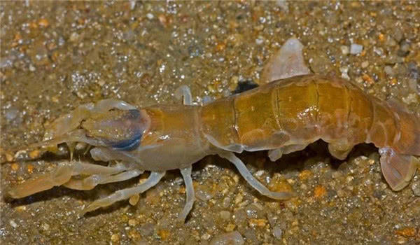 这海鲜长得丑滋味却比皮皮虾好用毛笔才能钓出来想喝墨水