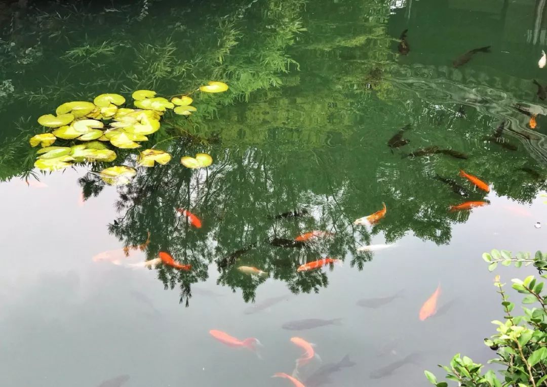 诗人看到平静的池塘倒映着远近不同的亭台楼阁的倒影,心情自然怡然舒