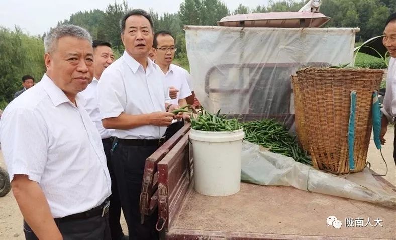 岳金林深入成县红川镇调研指导辣椒产业发展工作