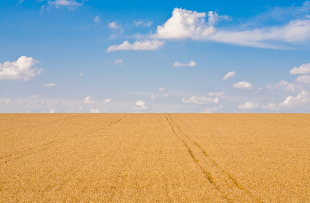 衡观35小麦品种简介图片