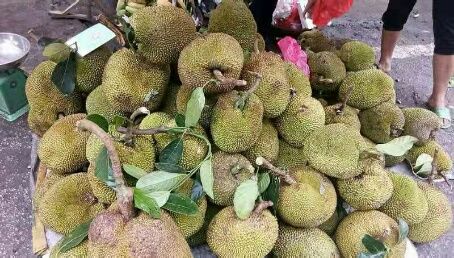 没有水果自由别愁宁明菜场上这种水果开卖啦