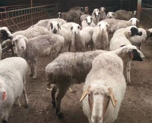 【中国羊文化】你不知道的有多少？-搜狐大视野-搜狐新闻