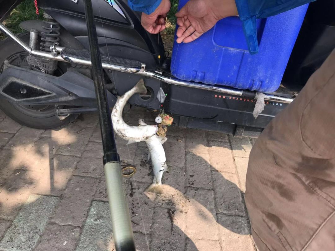 抓住好时机江边钓鲻鱼