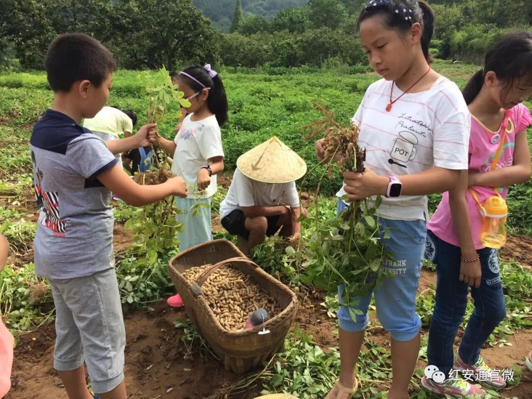 地里的花生熟了红安人还记得小时候扯花生那些事吗