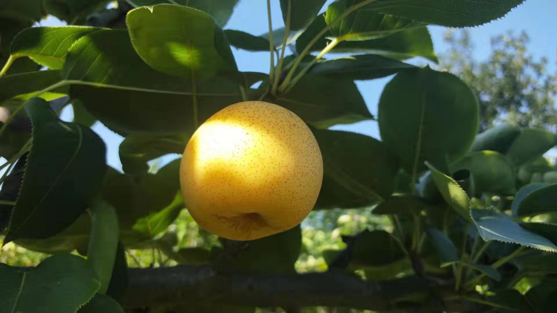 原创河南卫辉:疯甜的小黄梨儿,真好吃!