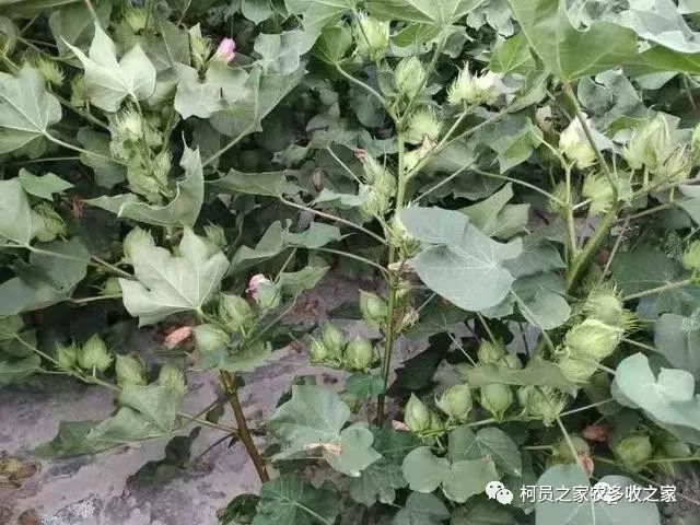 棉花種植抓住最後機會從棉花根和葉兩方面狠下功夫提高產量