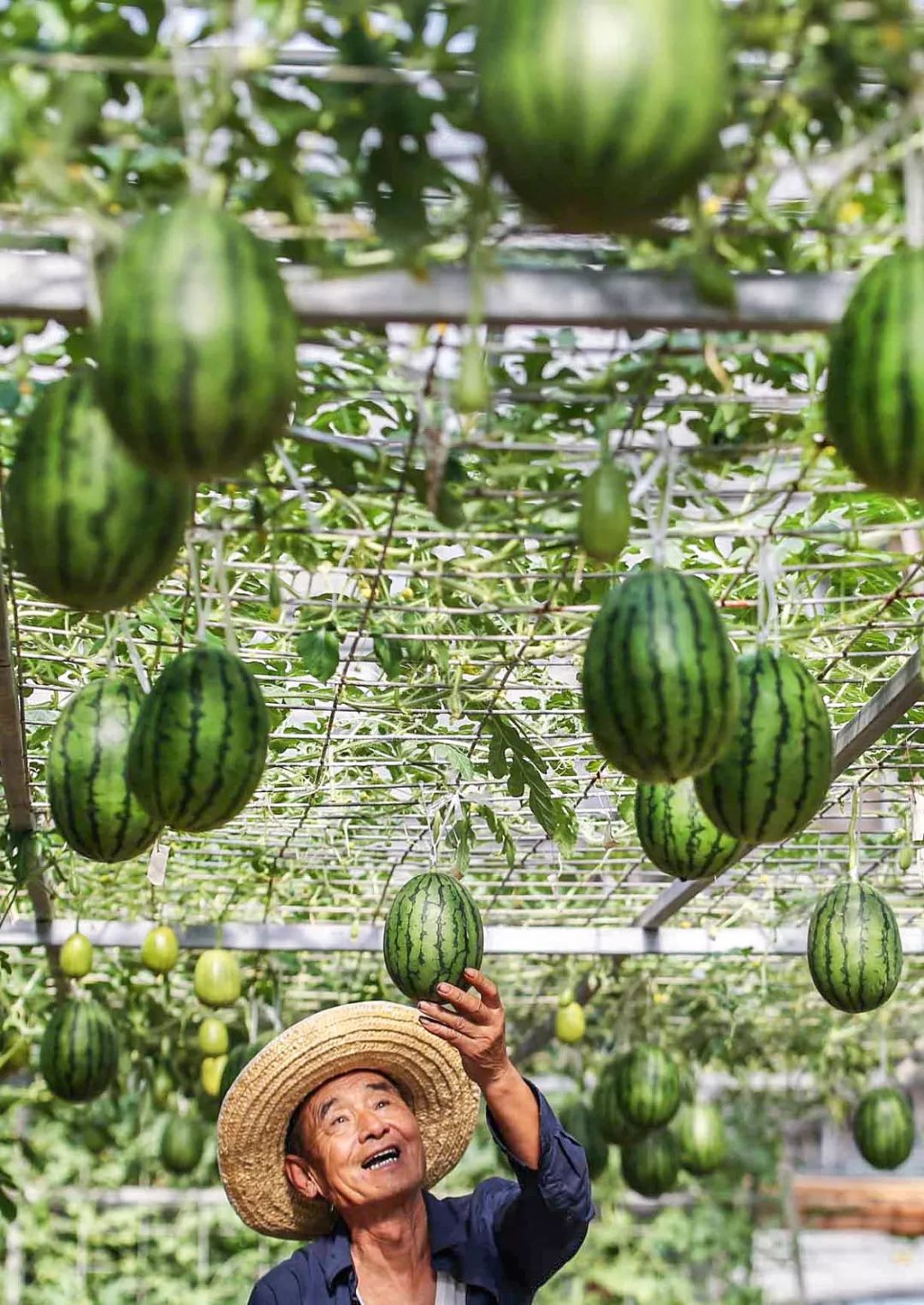 14亿超庞大人口的中国,为什么全年随时都能吃到水果?_西瓜