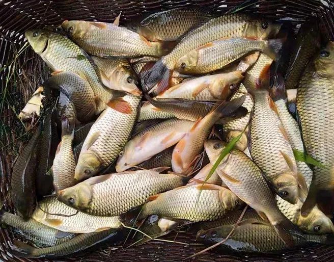 彝族风情谷花鱼盛宴相约易门二街社区芦柴冲开鱼节