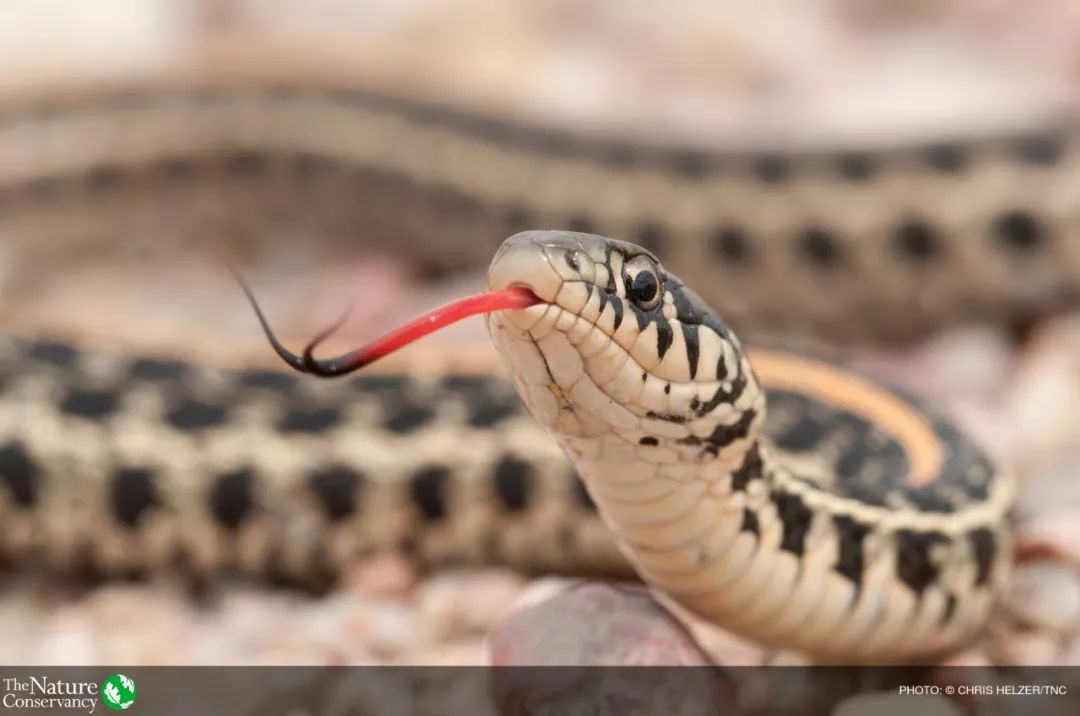 吐舌头卖萌谁不会呀~~~嫣然回首 or 蓦然回眸? 图为一只红眼树蛙.