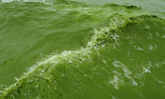 水产养殖都怕长蓝藻繁殖快杀不了养殖户该怎么办