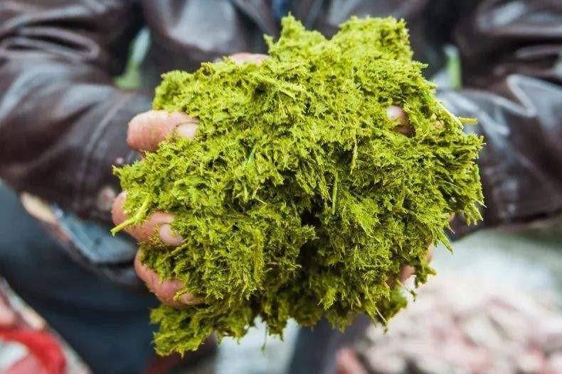 黑暗料理凯里牛瘪专待贵客苗族侗族同胞的美食你看不懂