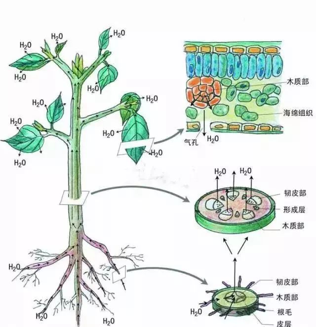 当前蔬菜定植后根系为什么难下扎?如何适应环境生长