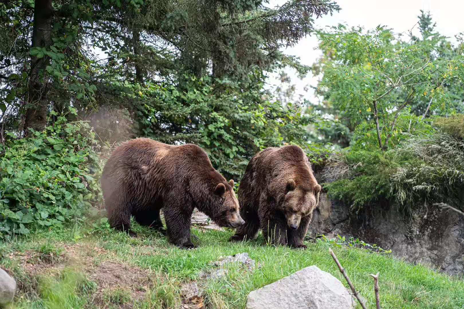 西雅图林地公园动物园woodland park zoo