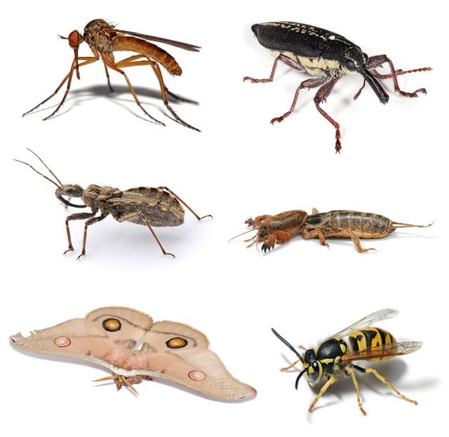 地球上有多达 65%的物种是有变态现象的昆虫