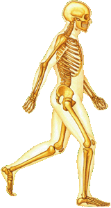 人体经典解剖歌诀赶紧收藏