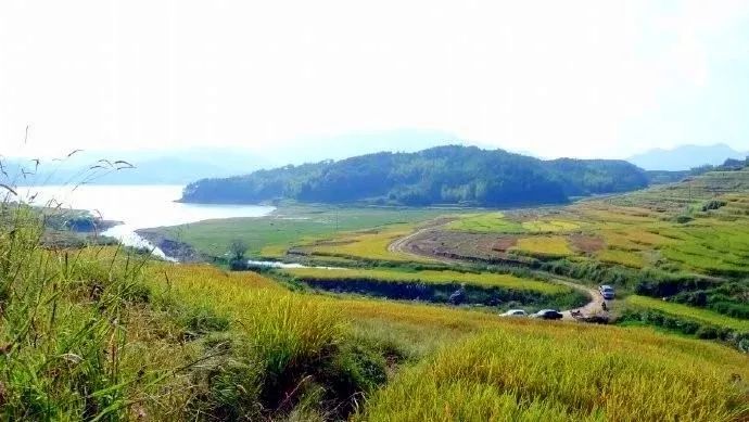 石井村大米：自然孕育的香甜滋味
