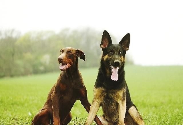 普貝斯你知道為什麼德牧能當軍犬警犬