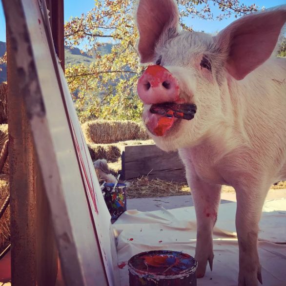 画画改变命运,比如这头猪!_joanne