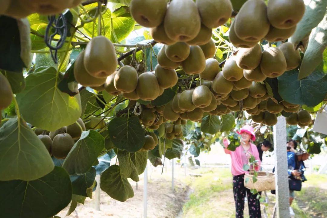 无锡人猕猴桃最佳采摘期到了猕甜还是红心的哦
