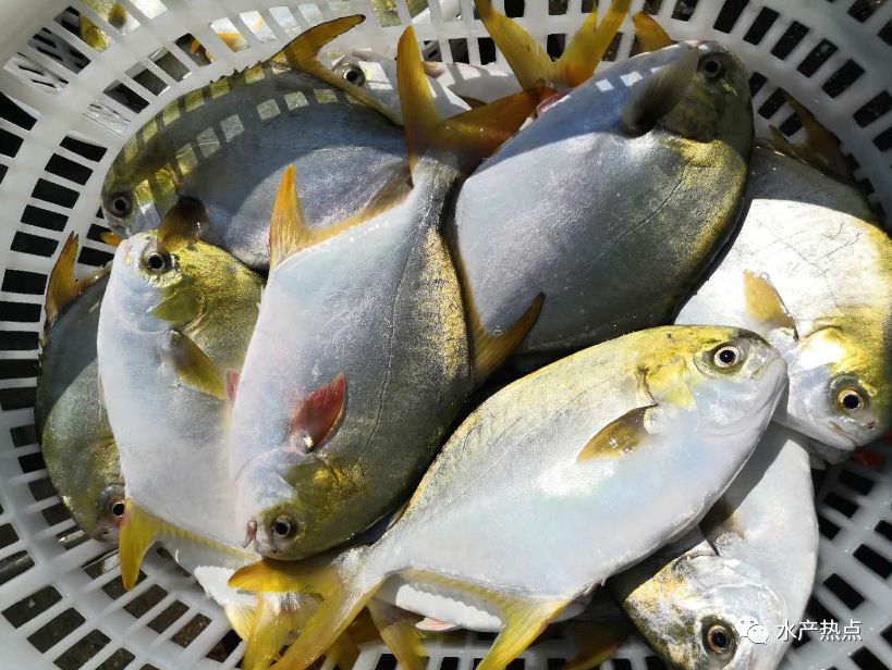 本周鱼价从各主产区反馈来看,湛江地区5.7-5.9两规格码头价10.