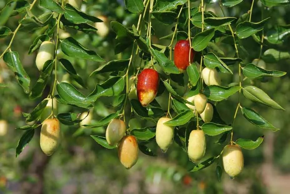 随州大枣临泽大枣辣椒枣酥圆铃大白铃山西花瓶枣北京白枣山西板枣茶壶