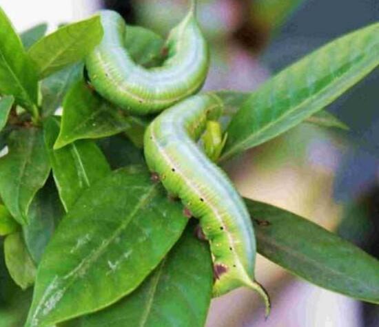 猪儿虫是四川土话,猪儿虫在庄稼田里很常见,又被称为菜青虫.